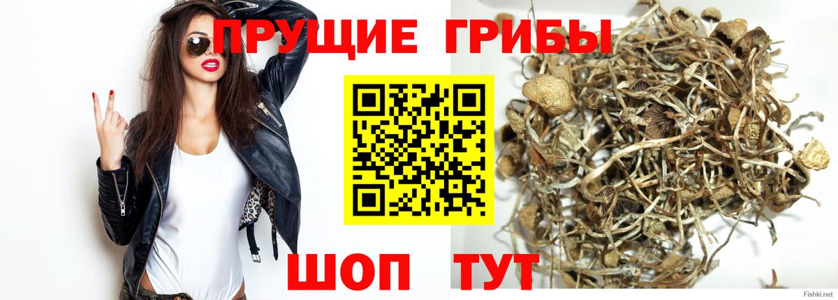 Псилоцибиновые грибы Magic Shrooms  как найти закладки  Курчалой  Вход с VPN 